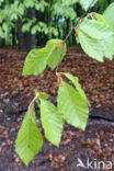 Beech (Fagus sylvatica)