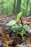 Beuk (Fagus sylvatica)