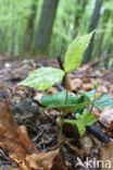 Beech (Fagus sylvatica)