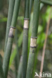 Rough Horsetail (Equisetum hyemale)