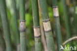 Rough Horsetail (Equisetum hyemale)