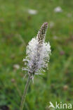 Hoary Plantain (Plantago media)