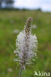 Hoary Plantain (Plantago media)