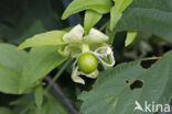 Berry Catchfly (Cucubalus baccifer)