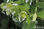 Berry Catchfly (Cucubalus baccifer)