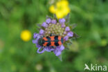 Trichodes alvearius