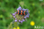 Behaarde Bijenwolf (Trichodes alvearius)