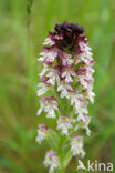 Aangebrande orchis (Neotinea ustulata)