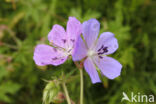 Beemdooievaarsbek (Geranium pratense)