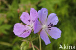 Beemdooievaarsbek (Geranium pratense)