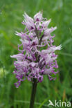 Aapjesorchis (Orchis simia)