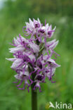 Monkey Orchid (Orchis simia)
