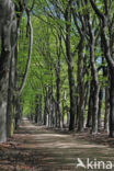 Beuk (Fagus spec.)