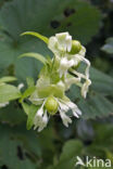 Berry Catchfly (Cucubalus baccifer)