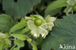 Berry Catchfly (Cucubalus baccifer)