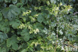 Berry Catchfly (Cucubalus baccifer)