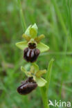 Early Spider Orchid (Ophrys sphegodes)