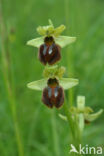 Early Spider Orchid (Ophrys sphegodes)