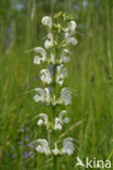 Veldsalie (Salvia pratensis)