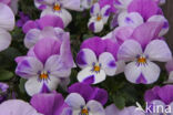 Violet (Viola spec.)