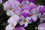 Violet (Viola spec.)