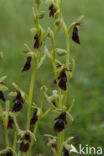 Fly Orchid (Ophrys insectifera)