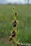 Vliegenorchis (Ophrys insectifera)