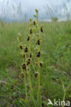 Vliegenorchis (Ophrys insectifera)