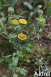 Klein vlooienkruid (Pulicaria vulgaris)