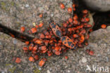 Vuurwants (Pyrrhocoris apterus)
