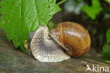 Wijngaardslak (Helix pomatia)