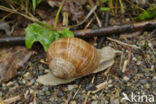 Wijngaardslak (Helix pomatia)