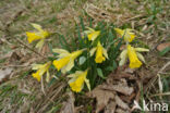 Wild Daffodil (Narcissus pseudonarcissus)