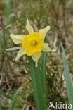 Wild Daffodil (Narcissus pseudonarcissus)