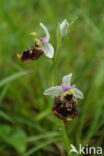 Early Spider Orchid (Ophrys sphegodes)