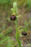 Early Spider Orchid (Ophrys sphegodes)