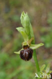 Early Spider Orchid (Ophrys sphegodes)