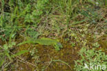 Green Lacerta (Lacerta viridis)