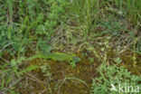 Green Lacerta (Lacerta viridis)