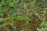 Green Lacerta (Lacerta viridis)