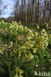 Slanke sleutelbloem (Primula elatior)