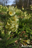 Slanke sleutelbloem (Primula elatior)