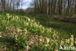 Slanke sleutelbloem (Primula elatior)