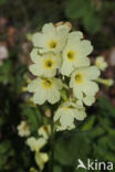 Oxlip (Primula elatior)