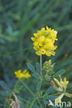 Sikkelklaver (Medicago falcata)