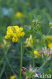 Sikkelklaver (Medicago falcata)