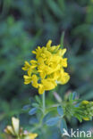 Sikkelklaver (Medicago falcata)