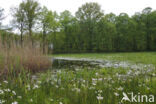 Pinksterbloem (Cardamine pratensis)