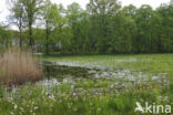 Pinksterbloem (Cardamine pratensis)