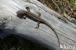 Sand Lizard (Lacerta agilis)